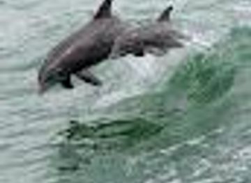 florida/fort-myers/attraction/king-fisher-fleet