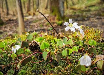 hungary/miskolc/attraction/flora-forras