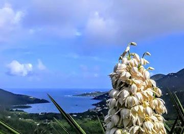 british-virgin-islands/road-town/attraction/coral-bay