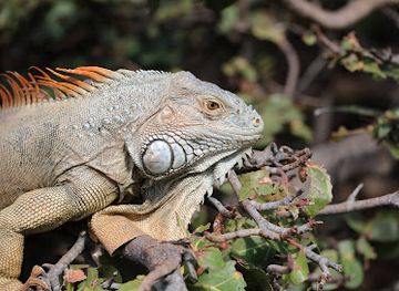 sint-maarten/philipsburg/attraction/iguanas
