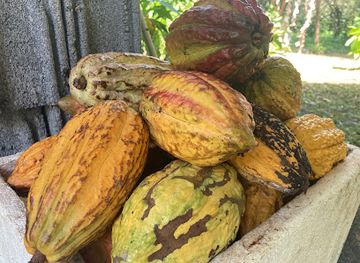 trinidad-and-tobago/princes-town/attraction/bethany-estate