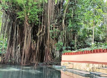 philippines/central-visayas/attraction/old-enchanted-balete-tree