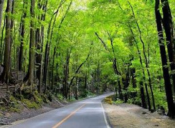 philippines/bohol/attraction/bilar-man-made-forest