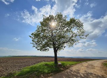 belgium/luxembourg/attraction/napoleon-tree