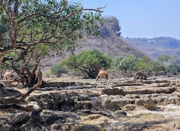 oman/mirbat/attraction/mussels-rock