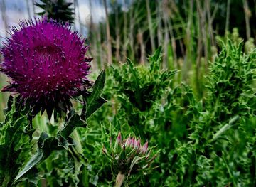 hungary/kecskemet/attraction/kocsis-to