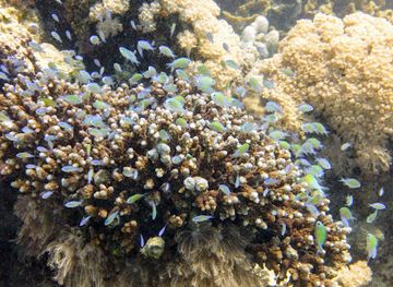 egypt/marsa-alam/attraction/shaab-el-nabaa-om-halhala