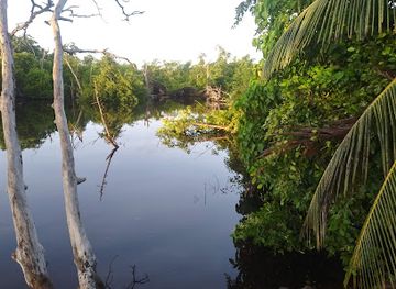 puerto-rico/caribbean-national-forest/attraction/reserva-natural-pantano-cibuco