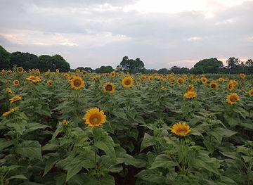 philippines/mindanao/attraction/sunflower-farm
