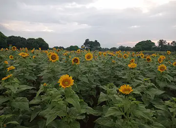 Sunflower farm
