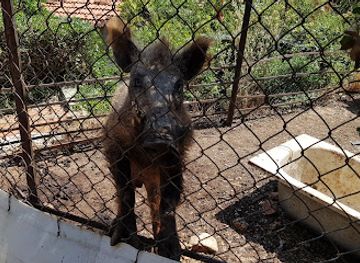 lebanon/aley/attraction/animal-encounter-wildlife-conservation-center