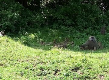 kenya/mount-kenya-region/attraction/kenya-wildlife-service-meru-station