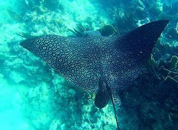 florida/key-west/attraction/florida-keys-national-marine-sanctuary