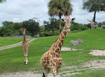 florida/tampa/attraction/serengeti-safari