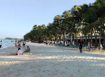 Leaning Coconut Tree