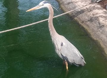 alabama/alabama-coastal-birding-trail/attraction/the-track-gulf-shores