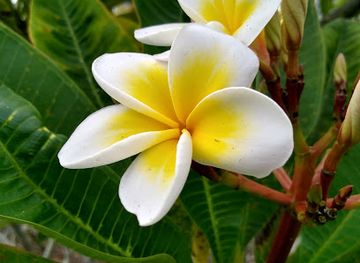 florida/southeast-florida/attraction/palma-sola-botanical-park