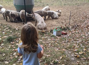 rhode-island/east-greenwich/attraction/briggs-boesch-farm