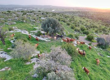 israel/modi-in/attraction/tzpyt-al-shm-mikhl-tl-zl