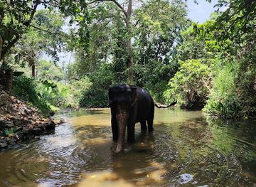 sri-lanka/kegalle-district/attraction/millennium-elephant-foundation