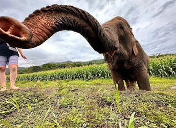 thailand/lanna/attraction/elephant-sanctuary-care-park