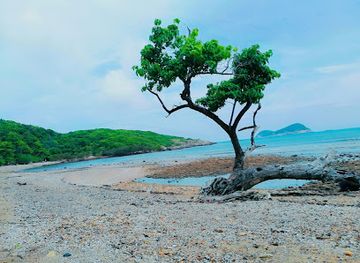 vietnam/con-dao-islands/attraction/dat-tham-beach