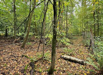 poland/warta-mouth-national-park/attraction/rezerwat-przyrody-cisy-boleszkowickie