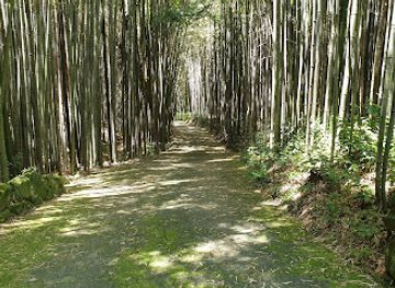 south-korea/south-jeolla-province/attraction/damyang-bamboo-park