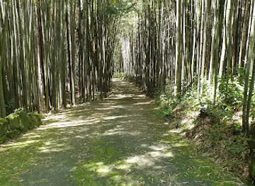 Damyang Bamboo Park