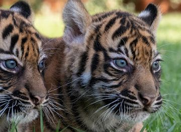 greece/attica/attraction/attica-zoological-park