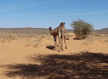 algeria/tassili-n-ajjer-national-park/attraction/wadi-jarat