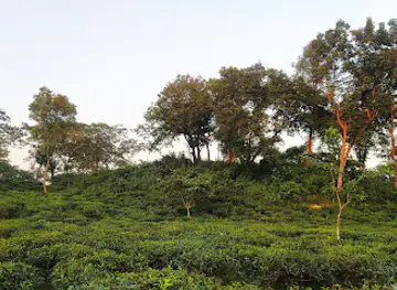 TEA ESTATE