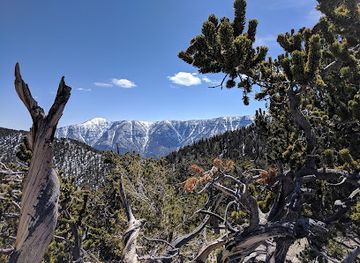 nevada/mount-charleston/attraction/bristlecone-peak