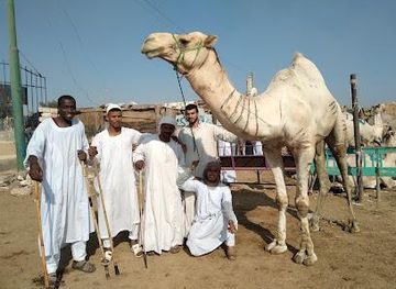 egypt/cairo/attraction/market-camel-barqash