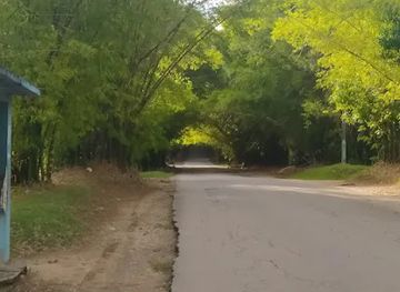 jamaica/cornwall-county/attraction/holland-bamboo