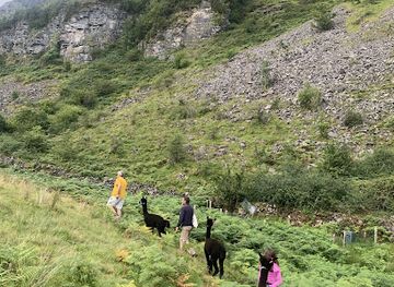 ireland/county-leitrim/attraction/glencar-alpacas