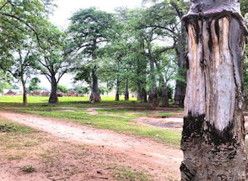 the-gambia/lower-baddibu/attraction/daru-mbayen-baobab-trees-forest