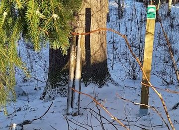 finland/lahti/attraction/kuoppamaki-spruce