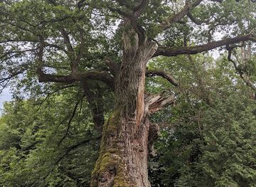 germany/mecklenburg/attraction/kroneiche-von-minzow