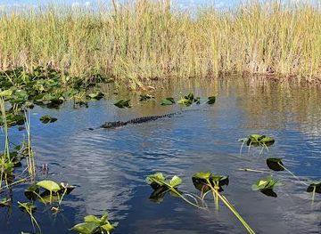 florida/homestead/attraction/everglades-and-francis-s-taylor-wildlife-management-area-wca-3b