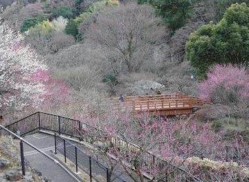 japan/mount-fuji/attraction/atami-plum-garden