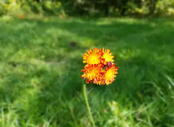 Lamoille County Nature Center