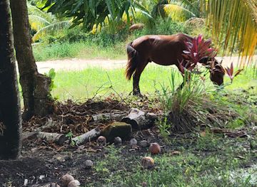 belize/dangriga/attraction/hopkins-exotic