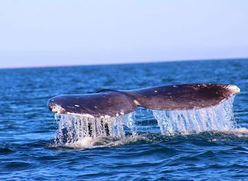 mexico/baja-california-peninsula/attraction/magdalena-bay