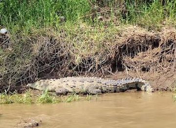 costa-rica/jaco/attraction/jungle-crocodile-safari-bird-watching-tour