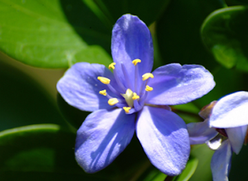 florida/florida-keys/attraction/key-west-tropical-forest-botanical-garden