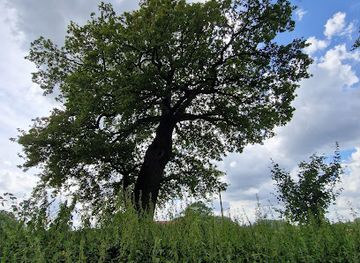 germany/munster/attraction/alte-eiche