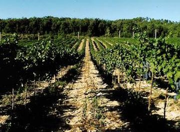 italy/pisa/attraction/fattoria-sorbaiano