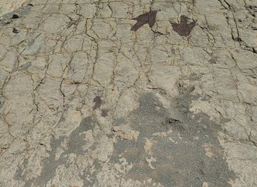 bolivia/torotoro-national-park/attraction/huellas-de-dinosaurios-de-umajalanta