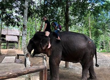 laos/luang-prabang/attraction/manifa-elephant-camp-luang-prabang-office